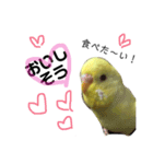 インコのサスケ君 其の二（個別スタンプ：7）