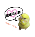インコのサスケ君 其の二（個別スタンプ：8）