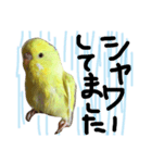 インコのサスケ君 其の二（個別スタンプ：10）
