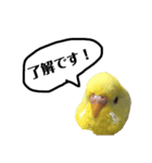 インコのサスケ君 其の二（個別スタンプ：11）