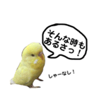インコのサスケ君 其の二（個別スタンプ：12）