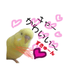 インコのサスケ君 其の二（個別スタンプ：13）