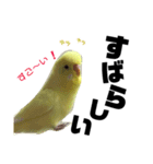 インコのサスケ君 其の二（個別スタンプ：15）