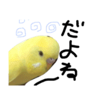 インコのサスケ君 其の二（個別スタンプ：16）