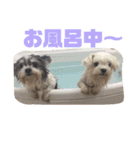 チワマルるぅちゃんとマルチーズぴぴちゃん（個別スタンプ：1）