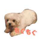 チワマルるぅちゃんとマルチーズぴぴちゃん（個別スタンプ：3）