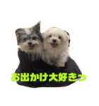 チワマルるぅちゃんとマルチーズぴぴちゃん（個別スタンプ：16）