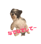 チワマルるぅちゃんとマルチーズぴぴちゃん（個別スタンプ：19）