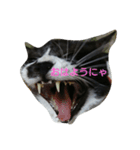 猫のゴマにゃ（個別スタンプ：1）