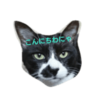 猫のゴマにゃ（個別スタンプ：2）