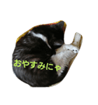 猫のゴマにゃ（個別スタンプ：3）