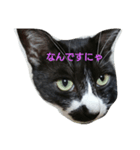 猫のゴマにゃ（個別スタンプ：4）