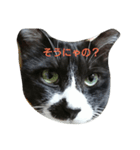 猫のゴマにゃ（個別スタンプ：5）