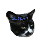 猫のゴマにゃ（個別スタンプ：6）