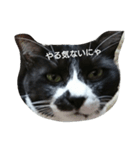 猫のゴマにゃ（個別スタンプ：7）