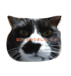 猫のゴマにゃ（個別スタンプ：8）
