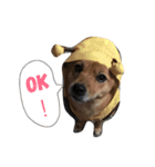 柴犬のかれん（個別スタンプ：1）