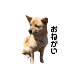 柴犬のかれん（個別スタンプ：3）