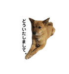 柴犬のかれん（個別スタンプ：5）