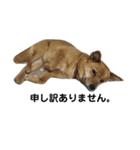 柴犬のかれん（個別スタンプ：6）