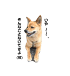 柴犬のかれん（個別スタンプ：8）