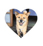 柴犬のかれん（個別スタンプ：9）