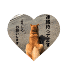 柴犬のかれん（個別スタンプ：10）