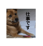 柴犬のかれん（個別スタンプ：11）