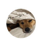 柴犬のかれん（個別スタンプ：12）