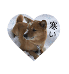 柴犬のかれん（個別スタンプ：13）