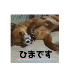 柴犬のかれん（個別スタンプ：14）