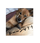 柴犬のかれん（個別スタンプ：15）