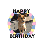 柴犬のかれん（個別スタンプ：16）