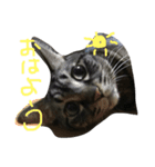 豆たろう2（個別スタンプ：14）