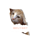 ねこ。すたんぷ。（個別スタンプ：2）
