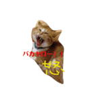 ねこ。すたんぷ。（個別スタンプ：3）