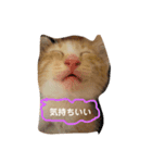 ねこ。すたんぷ。（個別スタンプ：5）