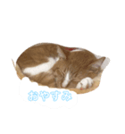 ねこ。すたんぷ。（個別スタンプ：6）