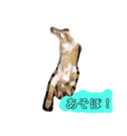 ねこ。すたんぷ。（個別スタンプ：7）