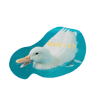 あひるのルカちゃん（個別スタンプ：1）