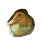 あひるのルカちゃん（個別スタンプ：4）