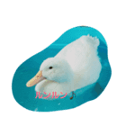 あひるのルカちゃん（個別スタンプ：7）