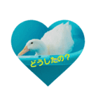 あひるのルカちゃん（個別スタンプ：8）