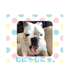 ブルドッグ大好き！！（個別スタンプ：4）