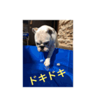ブルドッグ大好き！！（個別スタンプ：5）