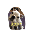ブルドッグ大好き！！（個別スタンプ：10）