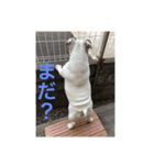 ブルドッグ大好き！！（個別スタンプ：12）