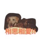 ワンコシリーズスタンプ②（個別スタンプ：8）