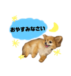 リロさんの日常生活スタンプ（個別スタンプ：5）