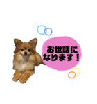 リロさんの日常生活スタンプ（個別スタンプ：10）